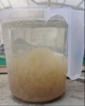 Efluente sanitário em tratamento